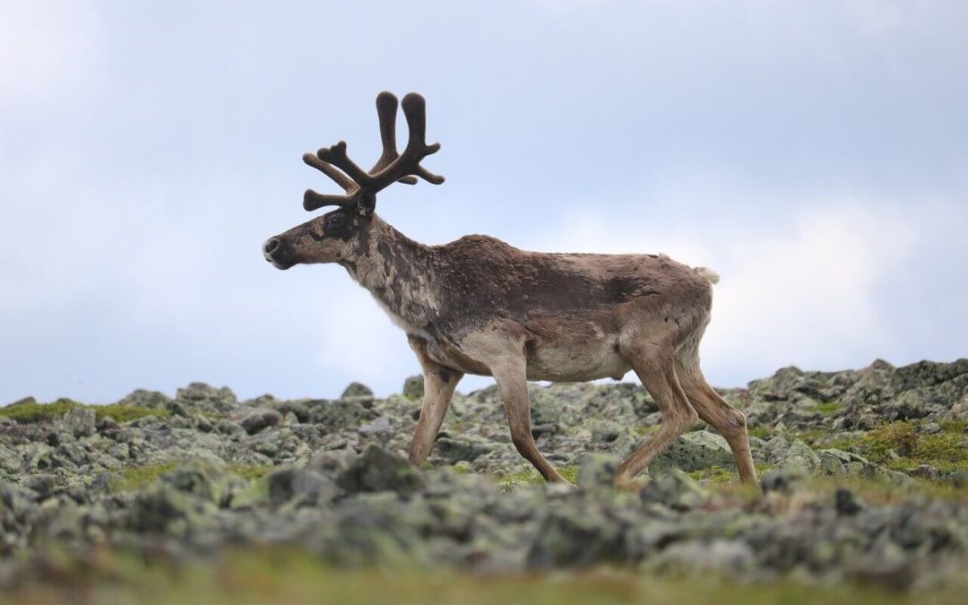 Protection du caribou : la MRC de la Haute-Gaspésie inquiète