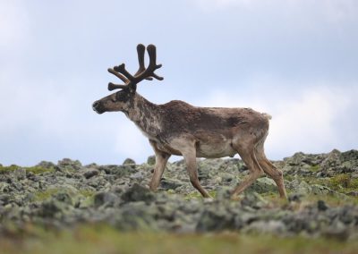 Protection du caribou : la MRC de la Haute-Gaspésie inquiète