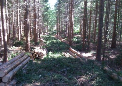 Forêt : inquiétudes en Haute-Gaspésie