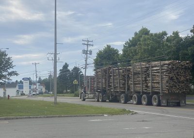 Récolte de bois de chauffage dans les forêts publiques