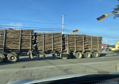 Le nouveau régime forestier contesté plus que jamais