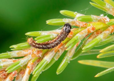 Tordeuse des bourgeons de l’épinette : Québec investira 60 M$