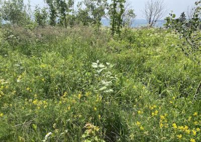 Espèces exotiques envahissantes floristiques en observation
