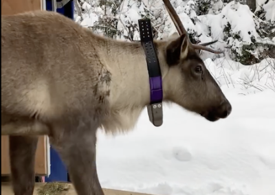 Cloridorme : le caribou a été relocalisé
