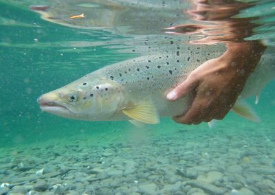 Une collaboration renouvelée pour une gestion durable du saumon atlantique