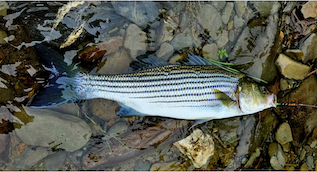 Le bar rayé en augmentation