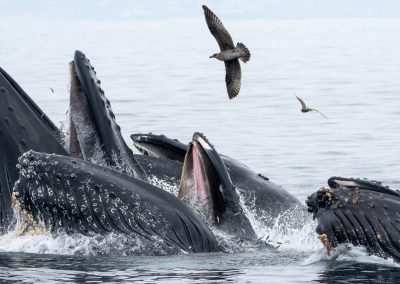 Le Canada lance sa stratégie pour protéger les baleines