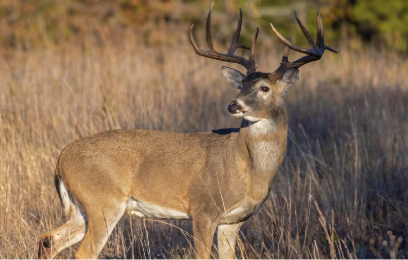 cerf (Ville de Bonaventure)